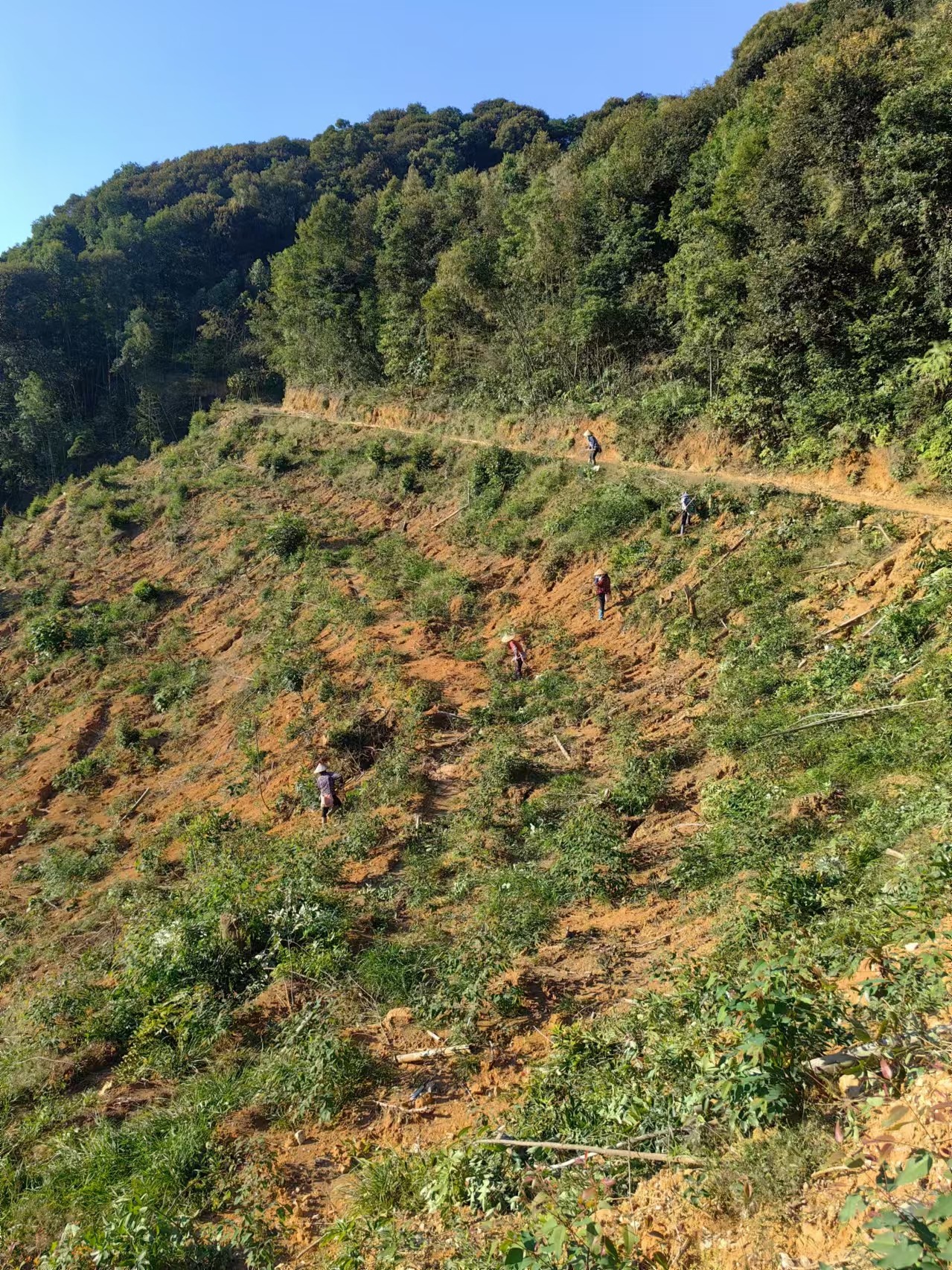 1734485090560753.jpg 桉樹林項目.jpg